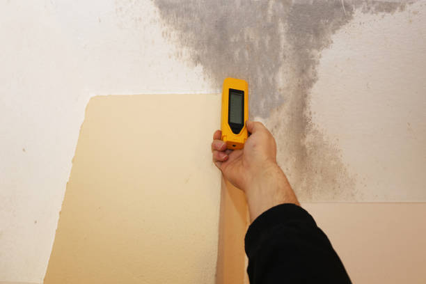 Best Black Mold Removal  in Henderson, GA