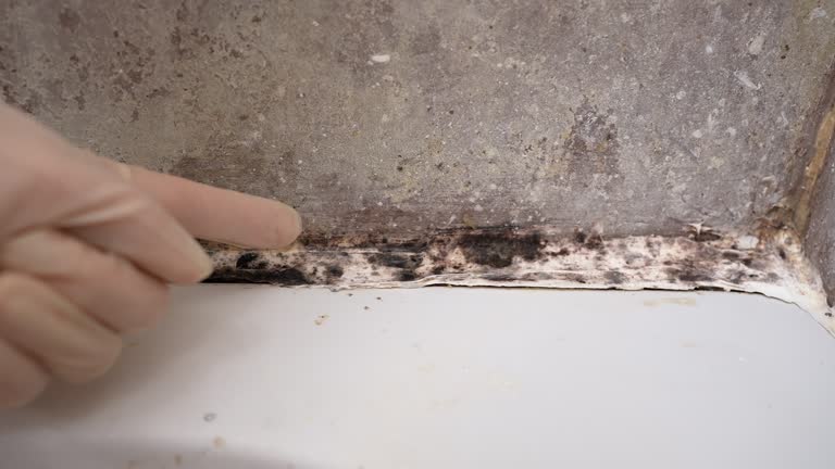 Best Comprehensive Air Testing for Mold Contaminants  in Henderson, GA